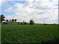 TF0622 : Barley fields north of Edenham by Tim Heaton