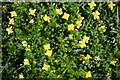 NJ4768 : Tormentil (Potentilla erecta) by Anne Burgess