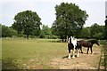 SK9072 : Horses in Skellingthorpe Old Wood by Richard Croft