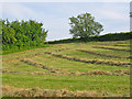 SU0212 : Hay swaths Wimborne St Giles Dorset by Clive Perrin