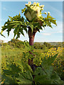 NS6796 : Giant hogweed by Andrew Smith