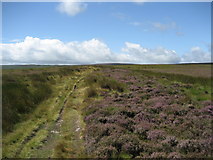  : Roman Road, Blubberhouses Moor by Chris Heaton