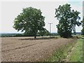 SE8286 : Cornfield, Blansby Park, near Pickering by Oliver Dixon