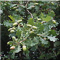 SP7205 : Acorns and oak leaves, near Thame by David Hawgood