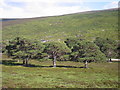 NO0589 : Scots Pine above Linn of Dee by Donald Thomas