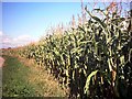 TM3269 : Maize Growing in a field in New Road, Badingham by Geographer