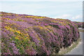 SH2082 : Heather and Gorse near South Stack, Anglesey by Geoff Barber