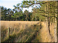 SU1011 : Tall grass Cranborne Common Dorset by Clive Perrin