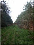  : Forest track, near Two Mile Bottom by Katy Walters