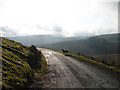  : Lone sheep on a lonely track by John Lucas