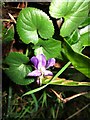 SX7840 : Violet, Ford burial ground by Derek Harper