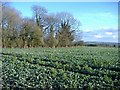  : Copse near Clyffe Hanging by Roger Cornfoot