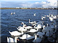 NS3138 : Swans by wfmillar