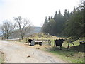 SH7755 : Bullocks on the farm road of Pant yr Hyddod by Eric Jones