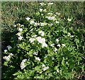 NJ5353 : Sweet Cicely (Myrrhis odorata) by Anne Burgess