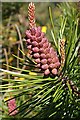 NJ5259 : Immature Pine Cone by Anne Burgess