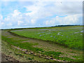 SZ8896 : Mudflats, Pagham Harbour by Simon Carey