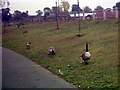 TQ4485 : Canada Geese in Barking Park by Geographer