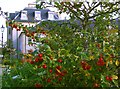 NT1582 : Crab Apple Tree by Simon Johnston