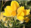 NJ3266 : Whin (Ulex europaeus) by Anne Burgess