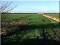 TL4786 : Fenland near Purl's Bridge by Derek Harper