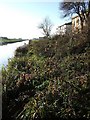 TL4786 : Old Bedford River at Purl's Bridge by Derek Harper