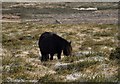 SX7376 : Pony on Bonehill Down by Derek Harper