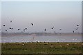 TL4988 : Ouse Washes by Bob Jones