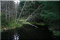  : Pool on Herricks Burn by Anne Burgess