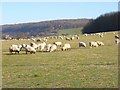 SU7790 : Pasture, Skirmett by Andrew Smith