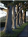 ST3350 : Row of trees, Brent Knoll by Derek Harper