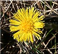 NK0465 : Coltsfoot (Tussilago farfara) by Anne Burgess