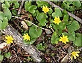 NJ3457 : Lesser Celandine (Ranunculus ficaria) by Anne Burgess