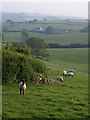 SX8466 : Sheep at Wrigwell by Derek Harper