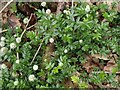 SX7878 : Pirri-pirri Bur in Yarner Wood by Derek Harper