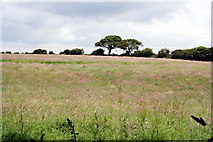  : Field of long grass by Tony Atkin