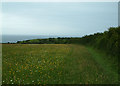 SZ0277 : Hay meadow, Durlston Country Park (set of 2 images) by Simon Huguet