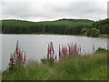  : Foxgloves by Loch Kennard by Lis Burke