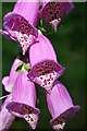 NJ2960 : Foxglove (Digitalis purpurea) by Anne Burgess