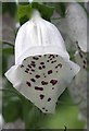 NJ2960 : Foxglove (Digitalis purpureus) by Anne Burgess