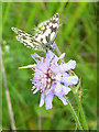 SU8297 : Marbled white on scabious, Bradenham by Andrew Smith