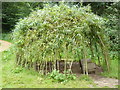 TQ7297 : Living Willow Dome by Stan Wray