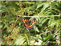 NS4783 : Small Tortoiseshell Butterfly (Aglais urticae) by Lairich Rig