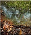 NS3983 : A slime mould - Ceratiomyxa fruticulosa (plasmodium) by Lairich Rig