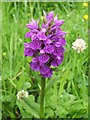 NS5073 : Northern Marsh-orchid (Dactylorhiza purpurella) by Lairich Rig