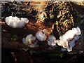 NS3983 : White Brain fungus (Exidia thuretiana) by Lairich Rig