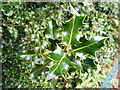 TQ4470 : Woodland Holly Bush by Geographer