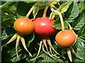 NO4450 : Rosa rugosa Fruits by Anne Burgess