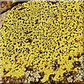 NS3779 : The "Map Lichen" - Rhizocarpon geographicum by Lairich Rig