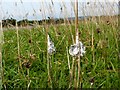 NS3678 : A slime mould - Mucilago crustacea (mature specimens) by Lairich Rig